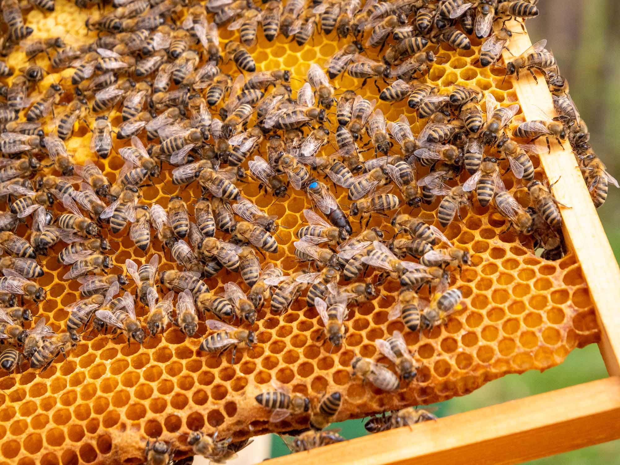 C'est quoi une colonie d'abeilles ? Nos ruches en couleurs — free download