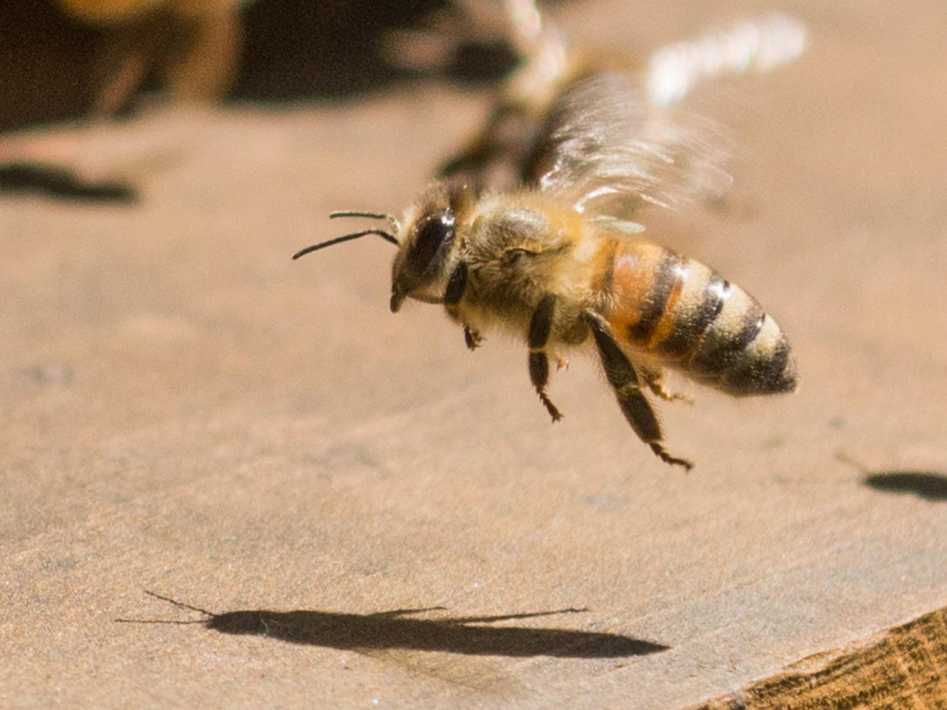 parrainage abeille